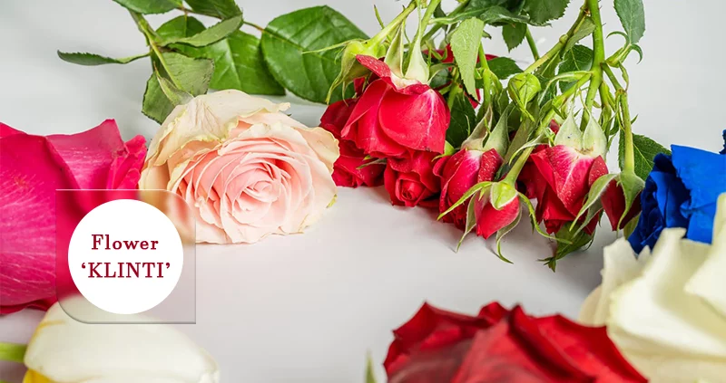 Klinti Flower Shop 2