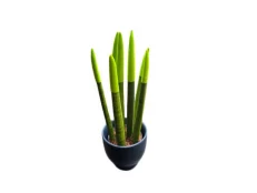 Bamboo Fati