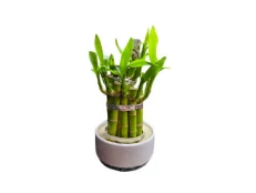 Bambu Fati