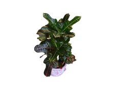 Croton