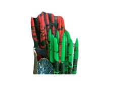 Sansaveria