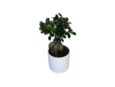 Bonsai Vogël