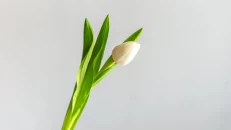 Tulipanë