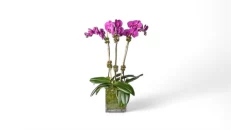 Orchid Delight Purple