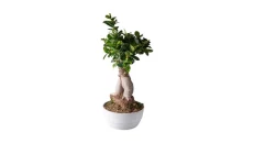 Bonsai