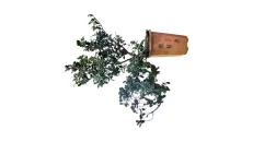 Bonsai Big