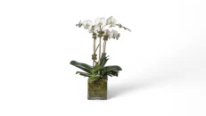 Dancing Orchids White