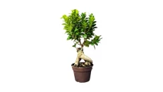 Bonsai 2