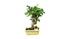 Bonsai minii