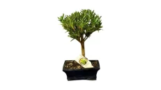 Bonsai halor mini