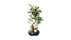 Bonsai special shape