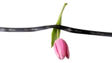 Tulipan Rozë