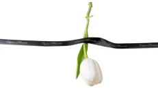 Tulipan I Bardhë