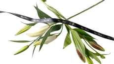 Lilium I Bardhë