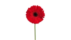 Gerbera E Kuqe