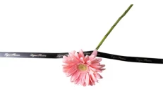 Gerbera Rozë