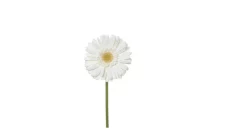 Gerbera E Bardhë