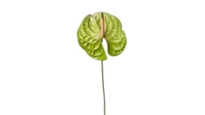 Anthurium I Gjelbërt