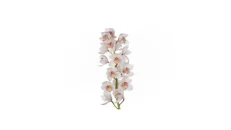 Cymbidium Large