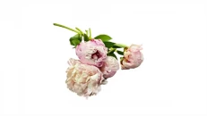 Peonia