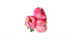 Peonia Pink