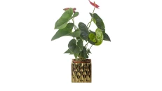 Anthurium I Vogel