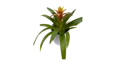 Lule natyrale Guzmania ne vazo qeramike