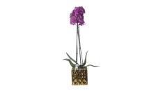 Orchide
