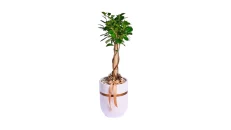 Kompozim Bonsai