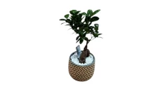 Bonsai pema e jetes