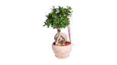 Kompozim Bonsai