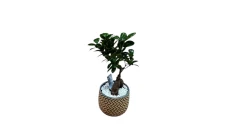 Bonsai pema e jetes
