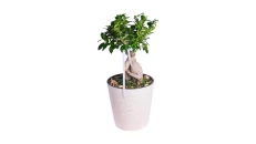 Kompozim Bonsai