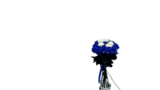 Buqete me trendafila natyral blu me te bardhe