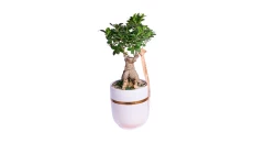 Kompozim Bonsai