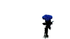 Buqete me trendafila natyral blu