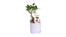 Kompozim Bonsai