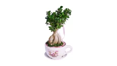 Kompozim Bonsai