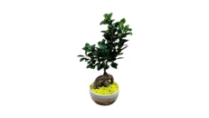 Bonsai pema e jetes