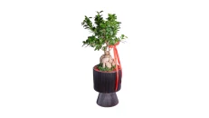 Kompozim Bonsai