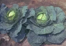 Lakër e bardhë 1 kg