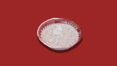 Sour Cream