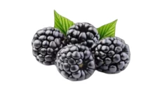 MANAFERRA