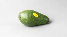 Avokado Jeshile