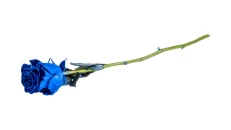 Trendafil Blu
