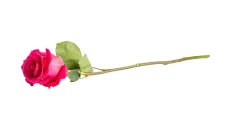 Trendafil Pink