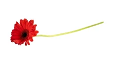 Gerbera