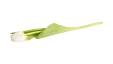 Tulipan I Bardhe