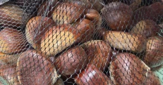 Geshtenja