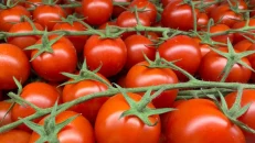 Pomodorini